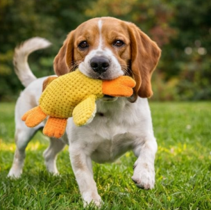 Durable Plush Goose Toy for Dogs