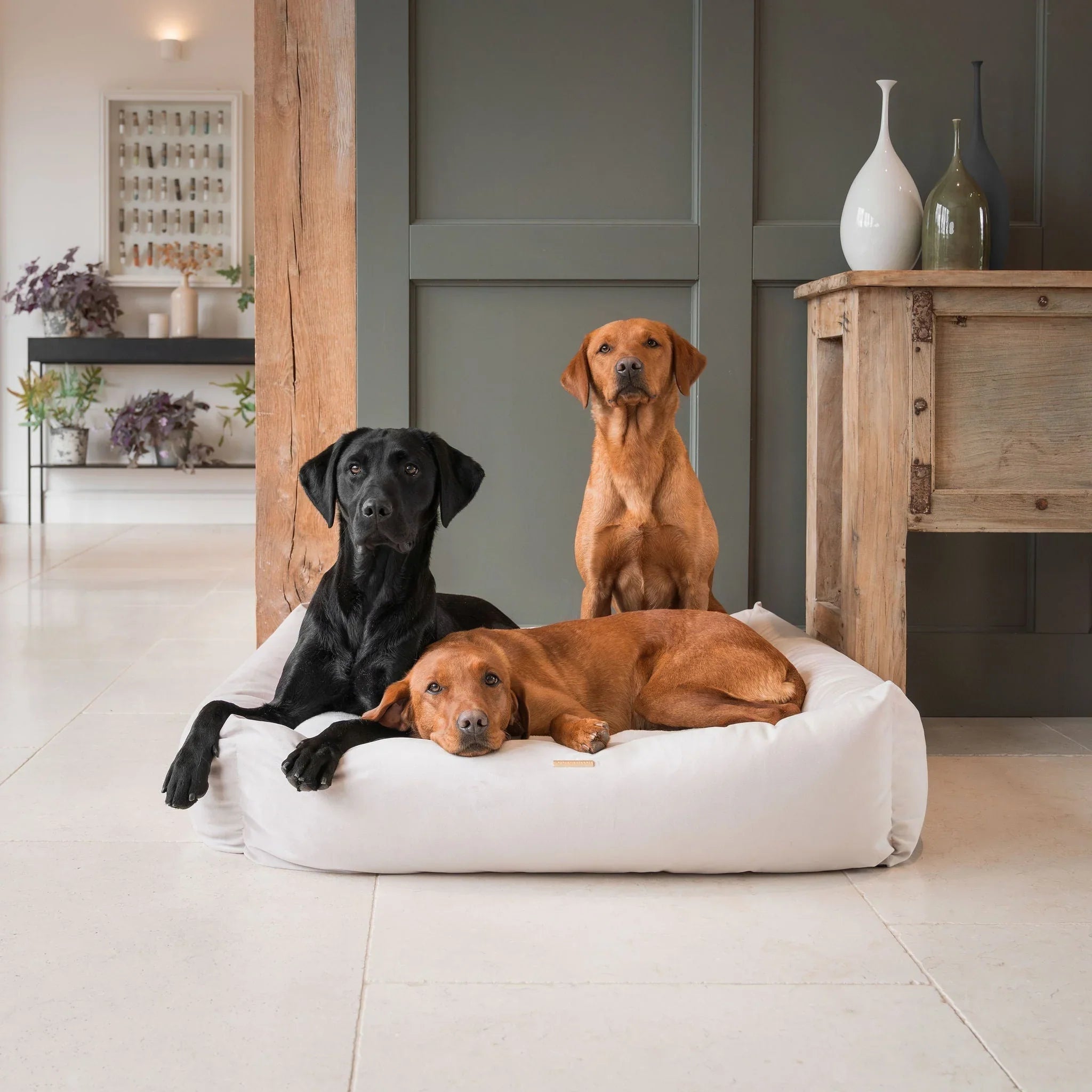 Dogs - Beds & Comfort