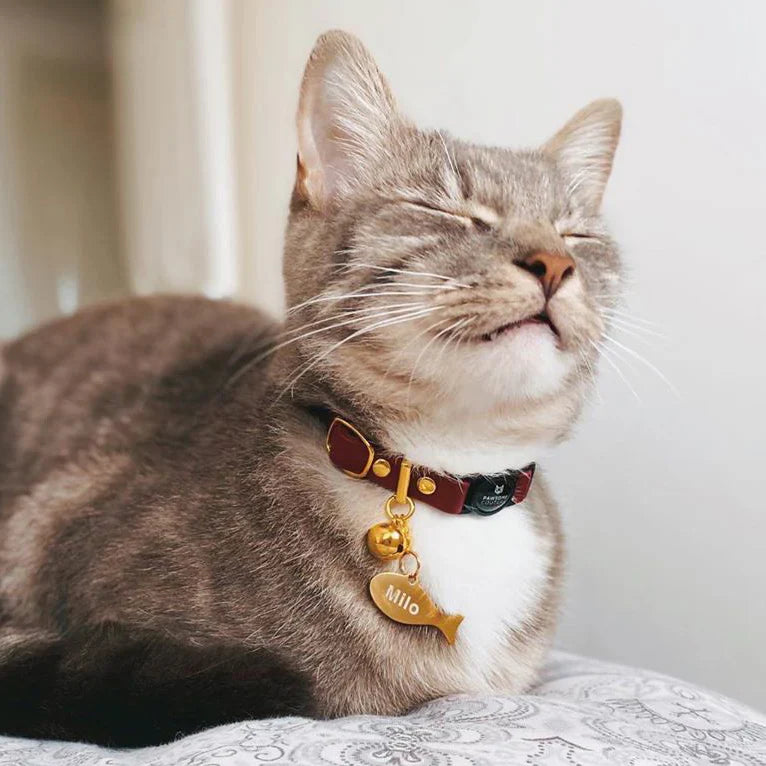 Cats - Accessories