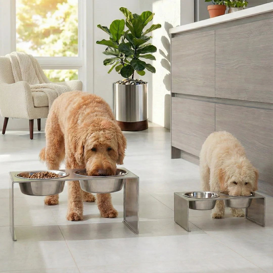 Dogs - Feeding