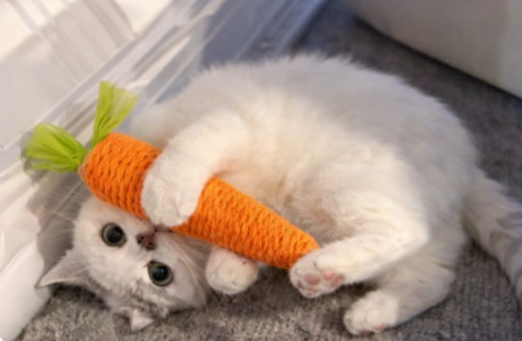 CarrotPlay™ Catnip Teething Toy