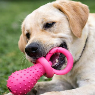 CalmChew Comfort &amp; Dental Dog Toy