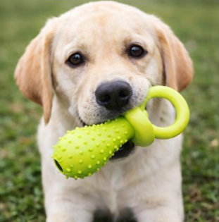 CalmChew Comfort &amp; Dental Dog Toy