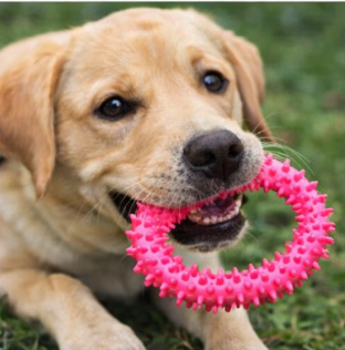 CalmChew Comfort &amp; Dental Dog Toy