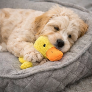 SnuggleDuck Comfort Squeaky Toy for Dogs – Soft &amp; Durable