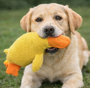 SnuggleDuck Comfort Squeaky Toy for Dogs – Soft &amp; Durable