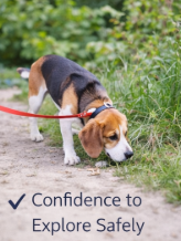 FreedomLead Long Training Lead for Dogs