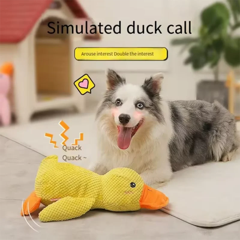 Premium Dog Accessories